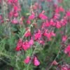 FlowerKisser® Coral-Pink Salvia -Garden Plant Store salvia greggii wwg003 flowerkisser coral pink sage cropped 3