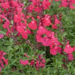 FlowerKisser® Coral-Pink Salvia 7 FlowerKisser® Coral-Pink Salvia -Garden Plant Store salvia greggii wwg3flowerkisser coral pink sage