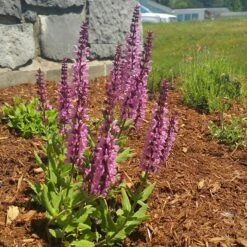 Lyrical™ Rose Salvia -Garden Plant Store salvia lyrical rose office garden