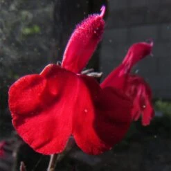 Cold Hardy Rainbow Salvia Collection -Garden Plant Store salvia maraschino