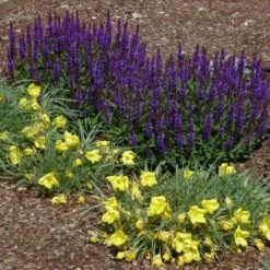 Little Night Salvia -Garden Plant Store salvia nemerosa little night oenothera shimmer