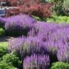 May Night Salvia -Garden Plant Store salvia nemerosa may night web 1