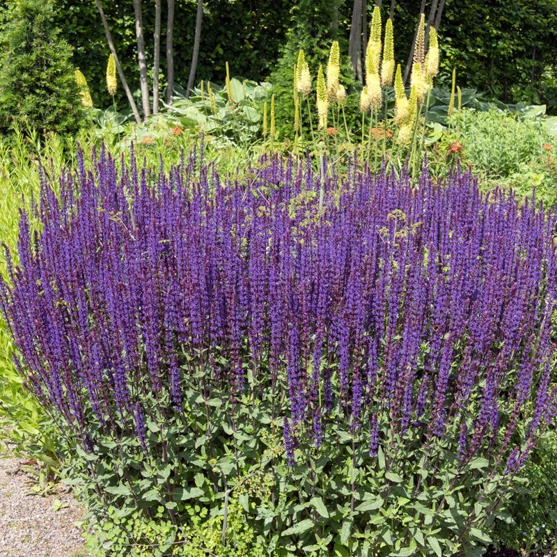 Caradonna Salvia 4 Caradonna Salvia - Image 2