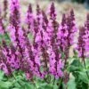 Rose Marvel Salvia -Garden Plant Store salvia nemorosa rose marvel salvia