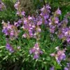 Dwarf Common Sage (Salvia) -Garden Plant Store salvia officinalis minimus 1