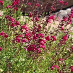Cold Hardy Rainbow Salvia Collection -Garden Plant Store salvia raspberry delight bush sage