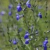 Autumn Sapphire™ Salvia 2 Autumn Sapphire™ Salvia -Garden Plant Store salvia reptans autumn sapphire brooke colburn cropped
