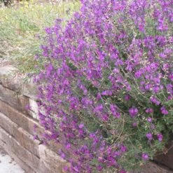 Cold Hardy Rainbow Salvia Collection -Garden Plant Store salvia ultra violet over wall 2