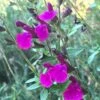 FlowerKisser® Royal Rose Salvia -Garden Plant Store salvia x wwg04 flowerkisser royal rose sage pink blooms