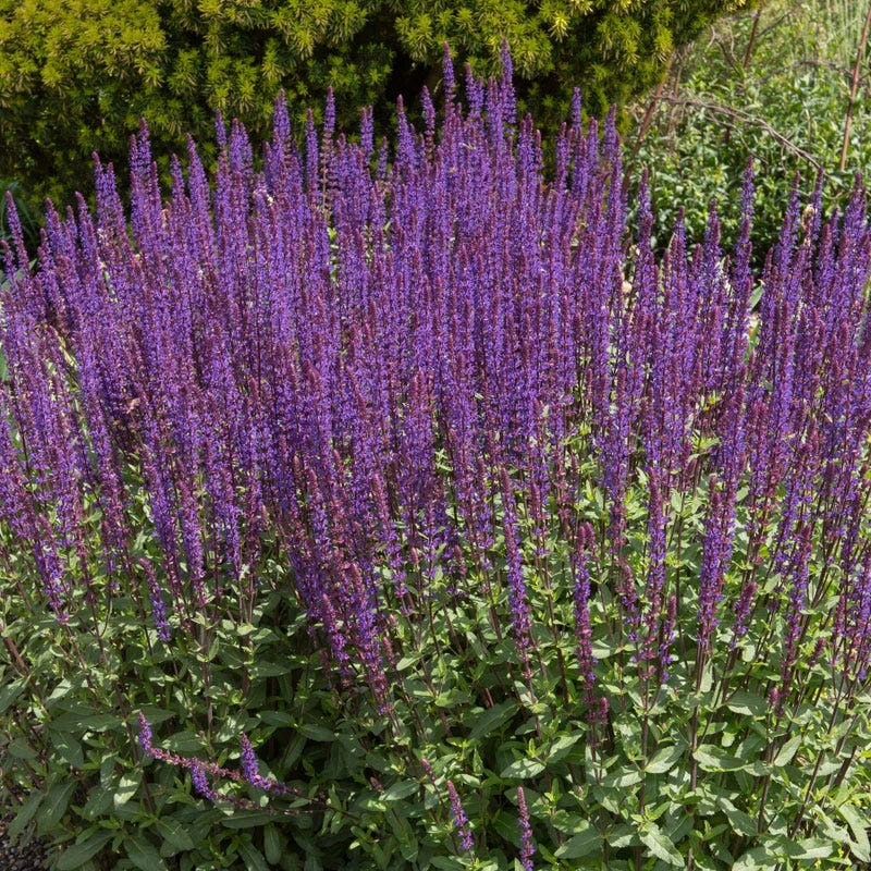 Caradonna Salvia 5 Caradonna Salvia - Image 3