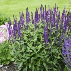 Caradonna Salvia 15 Caradonna Salvia -Garden Plant Store salvia caradonna walters gardens 3 cropped