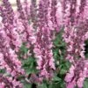 Lyrical™ Rose Salvia 1 Lyrical™ Rose Salvia -Garden Plant Store salvia nemorosa balyricose
