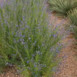 Autumn Sapphire™ Salvia -Garden Plant Store salvia reptans autumn sapphire brooke colburn 1 actually cropped