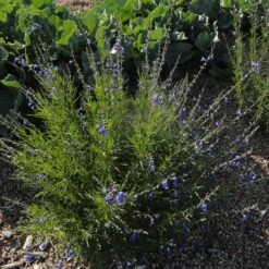 Autumn Sapphire™ Salvia -Garden Plant Store salvia reptans dwf autumn sapphire cropped