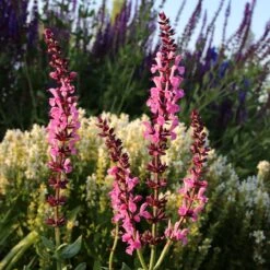Lyrical™ Rose Salvia -Garden Plant Store salvia sylvestris balyricose 676836163 cropped