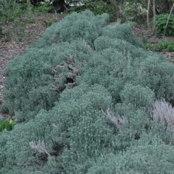 Gray Santolina -Garden Plant Store santolina chamaecyparissus gray santolina spring