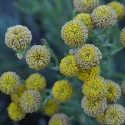 Gray Santolina -Garden Plant Store santolina chamaecyparissus gray santolina summer flowers close up