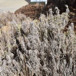 Gray Santolina -Garden Plant Store santolina chamaecyparissus gray santolina winter