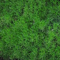 Green Santolina 8 Green Santolina -Garden Plant Store santolina rosmarinifolia green santolina spring foliage