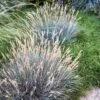 Boulder Blue Fescue Grass -Garden Plant Store saxon holt festuca boulder blue