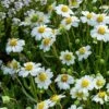 Blackfoot Daisy (Melampodium) -Garden Plant Store saxon holt melampodium leucanthemum