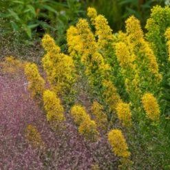 Golden Torch Goldenrod (Wichita Mountains Solidago) -Garden Plant Store saxon holt muhlenbergia reverchonii with solidago wichita mtns