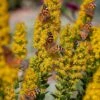 Golden Torch Goldenrod (Wichita Mountains Solidago) -Garden Plant Store saxon holt painted lady with solidago wichita mountains