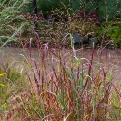 Shenandoah Switch Grass -Garden Plant Store saxon holt panicum shenandoah