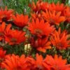 Scarlet Tanager Gazania -Garden Plant Store scarlet tanager african daisy flowercloseup