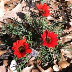 Scarlet Tanager Gazania -Garden Plant Store scarlet tanager african daisy ground trio