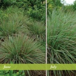 Standing Ovation Little Bluestem Grass -Garden Plant Store schizachyrium scop standing ovation june july 1 1