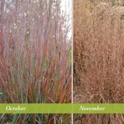 Standing Ovation Little Bluestem Grass -Garden Plant Store schizachyrium scop standing ovation october november 1 1