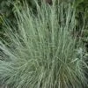 Prairie Blues Little Bluestem Grass -Garden Plant Store schizachyrium prairie blues walters gardens cropped