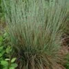 Standing Ovation Little Bluestem Grass
