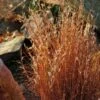 Blaze Little Bluestem Grass -Garden Plant Store schizachyrium scoparium blaze 3 cropped 4