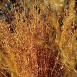 Blaze Little Bluestem Grass -Garden Plant Store schizachyrium scoparium blaze cropped 2
