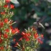 Royal Catchfly (Silene) -Garden Plant Store scott myrick hummingbird silene regia royal catch fly wa