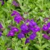 Dark Violet Skullcap (Scutellaria) 1 Dark Violet Skullcap (Scutellaria) -Garden Plant Store scutellaria dark violet close up flower