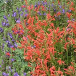 Compact Pineleaf Penstemon 6 Compact Pineleaf Penstemon -Garden Plant Store scutellaria resinosa penstemon pinifolius compactum