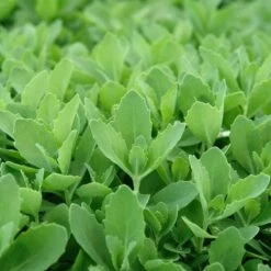 Autumn Fire Sedum -Garden Plant Store sed autumnfire fol northcreek nu