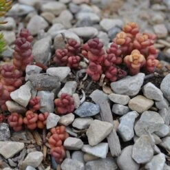 Old Man's Bones Sedum -Garden Plant Store sedum globosum old mans bones growing 1