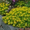 Orange Stonecrop -Garden Plant Store sedum kamtschaticum 1