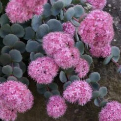 October Daphne Sedum -Garden Plant Store sedum seboldii october daphne 11