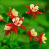 Red Hobbit Columbine 1 Red Hobbit Columbine -Garden Plant Store shutterstock 42234346 aquilegia caerulea red hobbit 1