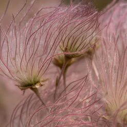 Apache Plume (Fallugia) -Garden Plant Store shutterstock apache plume fallugia paradoxa 2 cropped