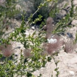 Apache Plume (Fallugia) -Garden Plant Store shutterstock apache plume fallugia paradoxa 3 cropped