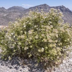 Apache Plume (Fallugia) -Garden Plant Store shutterstock apache plume fallugia paradoxa 4 cropped