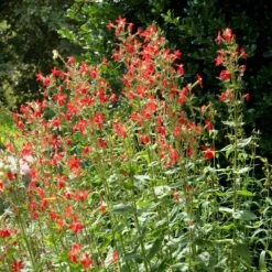Royal Catchfly (Silene) -Garden Plant Store silene reiga royal catchfly full plant