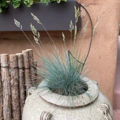 Siskiyou Blue Fescue Grass -Garden Plant Store siskiyou blue fescue 2