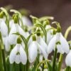 Snowdrops -Garden Plant Store snowdrops green white 530249788 cropped